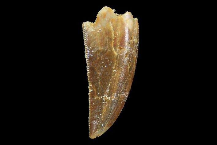 Serrated, Raptor Tooth - Real Dinosaur Tooth #94101